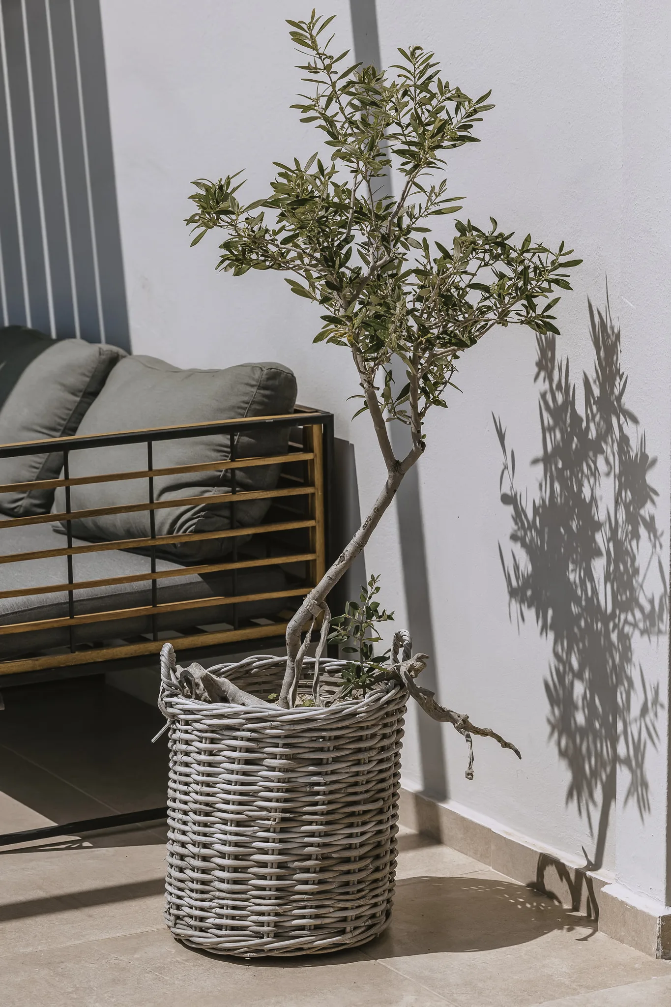 Olive tree on the terrace